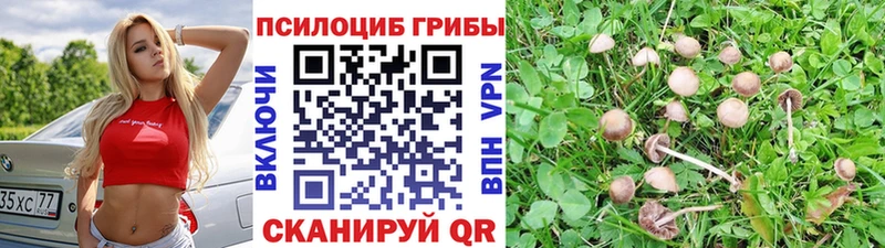 Галлюциногенные грибы Psilocybe  Купить  Кубинка 
